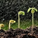 Chuva acima da média impulsiona produtividade do 1º mês de 2023/24 ( 18,5% ante 2022/23)